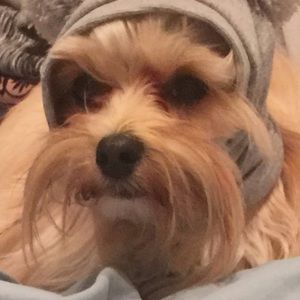 Meet your Posher, Avon